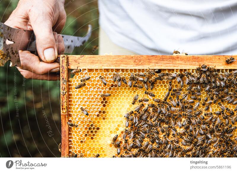 Beekeeper holds a honeycomb with many bees Honey Bee-keeper Gold Yellow Hand Insect wooden frames Honeycomb Wax bee colony Beehive Bee-keeping