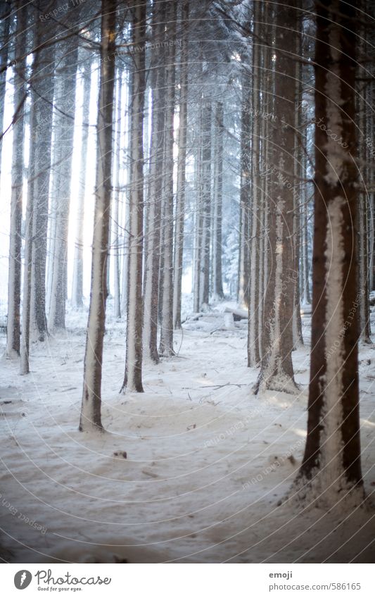 In rank and file Environment Nature Landscape Winter Snow Tree Forest Cold Natural Colour photo Subdued colour Exterior shot Deserted Day