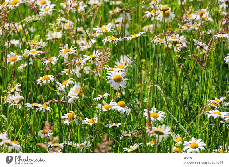 Flowering daisies between grasses in a meadow Leucanthemum vulgare Blooming Dog daisy flowers Marguerite Meadow Daisy Meadow flower meadow herb Ox-eye daisy