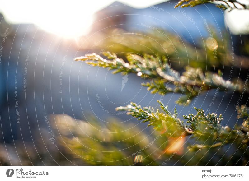 light Environment Nature Plant Beautiful weather Tree Bushes Foliage plant Natural Green Colour photo Exterior shot Close-up Detail Macro (Extreme close-up)