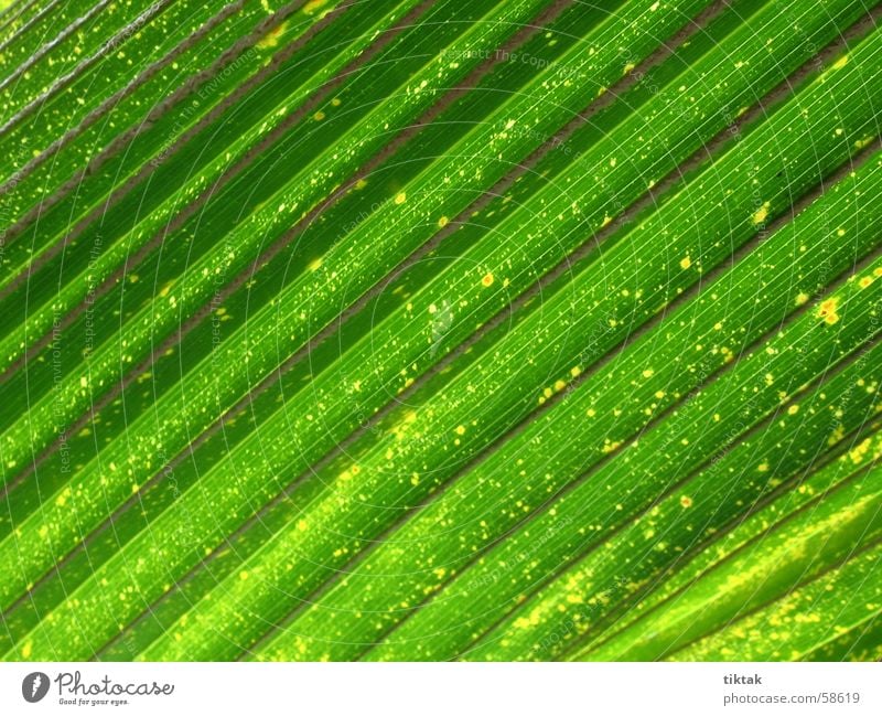 ground diagonal Leaf Green Diagonal Botany Palm tree Virgin forest Park Stripe Life Spring fever Fresh Healthy Poison Calm Interior shot Back-light Nature