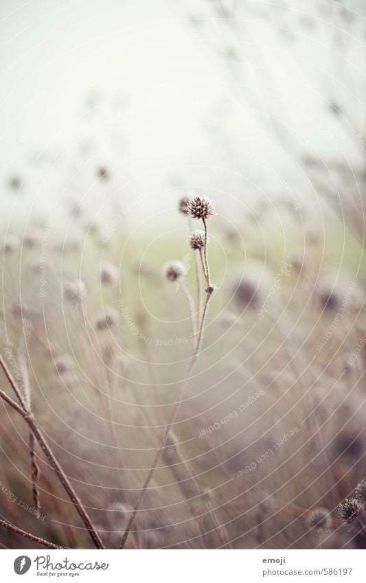 Gentle Environment Nature Plant Flower Field Natural Soft Gray Colour photo Exterior shot Deserted Day Shallow depth of field