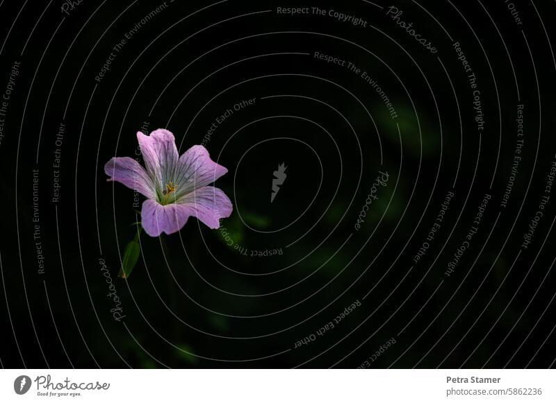 geranium storchenschnabel Blossom Flower Plant Nature Blossoming pink dark background Dark Deserted Delicate delicate blossoms naturally Exterior shot