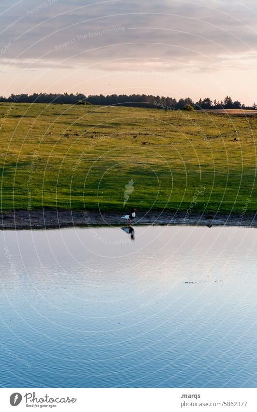 loner North Sea coast Amrum Ornithology waterfowls Habitat Nature reserve Bird Water Pond Lake habitat Twilight Animal Stand naturally Beautiful weather