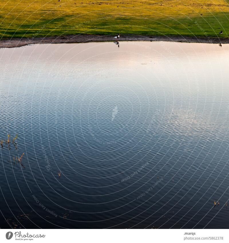 private pool Bird waterfowl Water Pond Lake bank Resting place habitat naturally Stand Animal Nature Twilight Beautiful weather Reflection