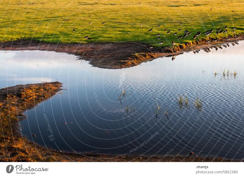 pond North Sea coast Amrum Ornithology waterfowls Habitat bank Nature reserve Bird Water Pond habitat Lake naturally Stand Animal Beautiful weather Reflection