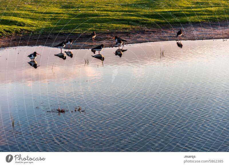 meeting place Reflection Beautiful weather Twilight Nature Animal Stand naturally habitat Lake Pond Water waterfowl Bird Nature reserve bank Habitat waterfowls