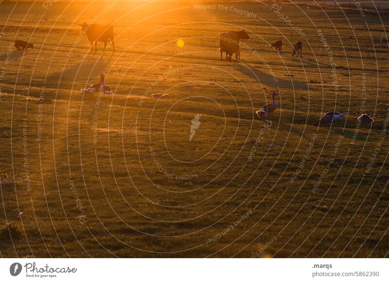 country life Animal Cow Willow tree Meadow Sunset Nature Landscape Silhouette Sunlight Rural Livestock Farm Back-light Farm animal Field Beautiful weather