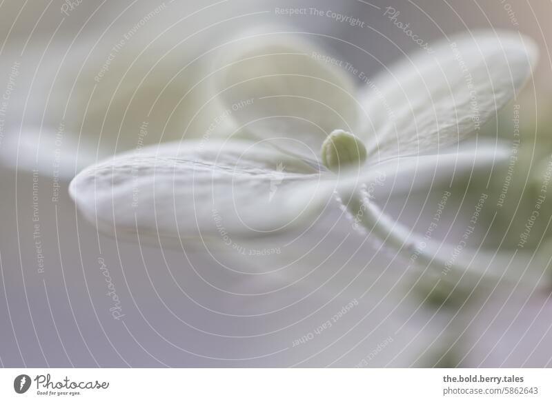 Hydrangea blossom white Blossom Plant Close-up Flower Colour photo Detail Nature Blossoming Exterior shot Garden Macro (Extreme close-up) Shallow depth of field