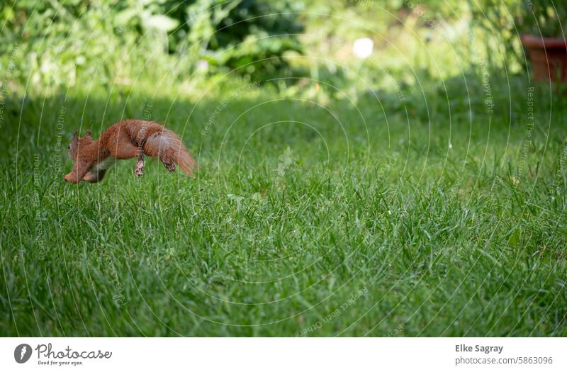 A squirrel leaps in the tall grass and floats through the air, graceful and free Squirrel Animal Nature Cute Pelt sciurus vulgaris Close-up Colour photo