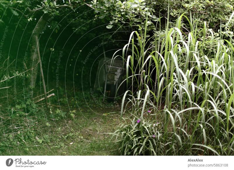 [HH Schregatour24] Corner in an allotment garden with a wheelbarrow, grass, a tree, bushes and reeds Garden Garden plot plants Relaxation Tree Grass Idyll