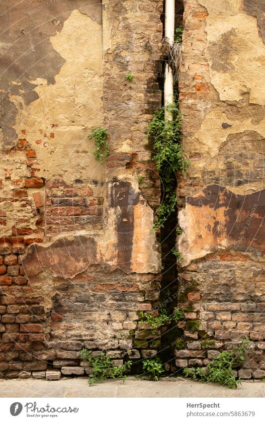 Downpipe is too short, space for plants in old wall sewage pipe Brick wall Natural phenomenon Facade Downspout Wall (barrier) Structures and shapes Deserted