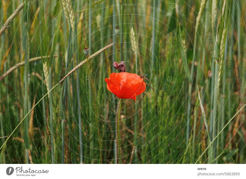 A hoverfly on the red flower of a corn poppy between green grasses Animal Animal Themes Flanders poppy Papaver rhoeas Poppy blossoms Syrphidae common poppy