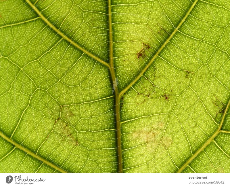 leaf veins Leaf Vessel Green