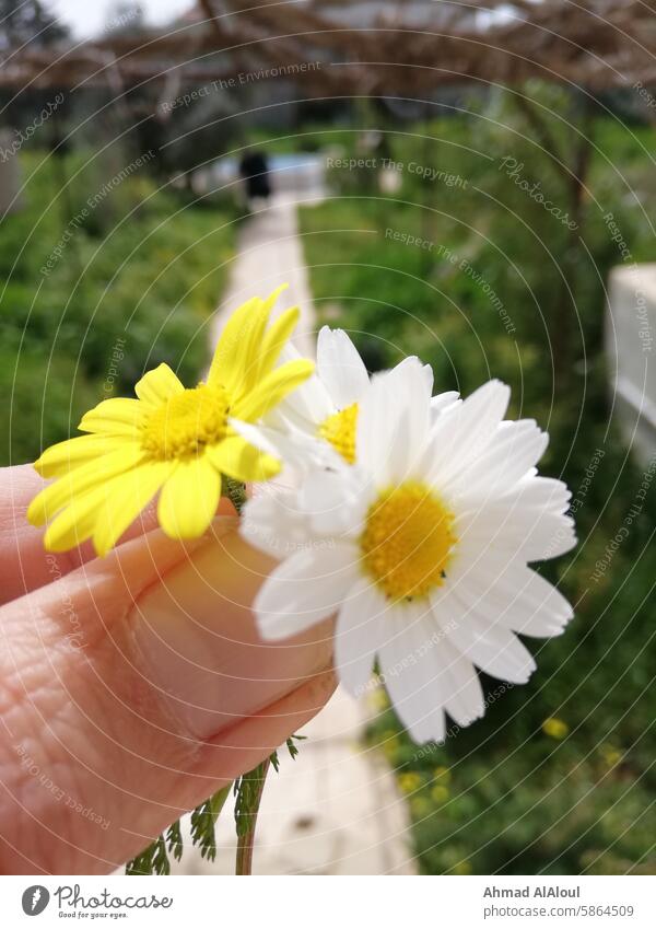 White & Yellow Flowers Spring yellow flowers white flowers Spring flower Spring flowering plant Spring day White and Yellow Nature Natural natural world