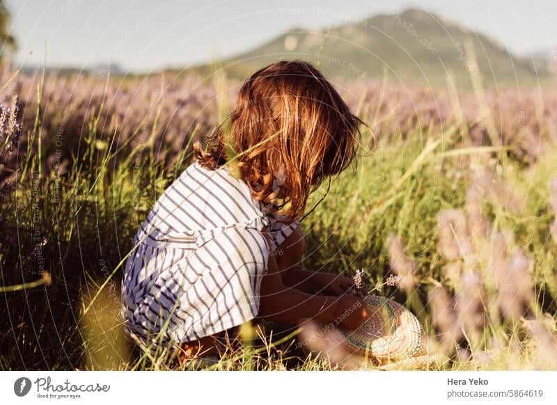 girl picking flowers in a lavender field Girl Field provence lavender Hat Sunlight Summer Summertime Landscape Purple Lavender Lavender field Beautiful Nature