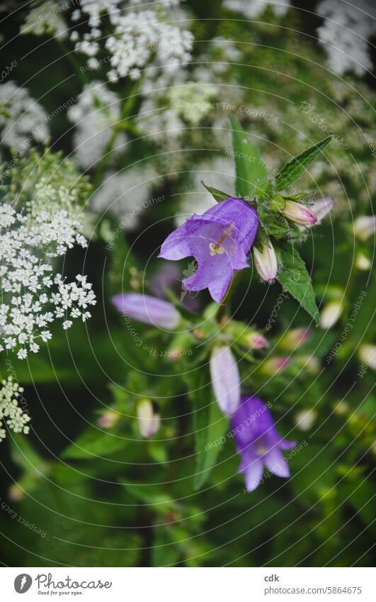 Summery wild purple bellflowers with white flowering gorse by the wayside. wild flower Wild plant Flower Nature naturally Blossom Plant blossom Spring