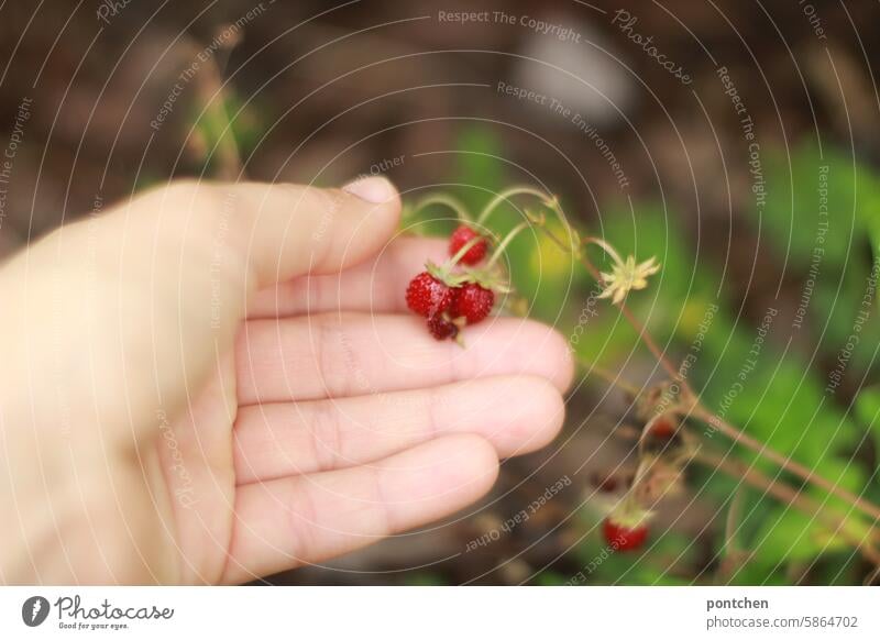 Picking wild strawberries Wild strawberries Strawberry Hand Contrast Small small-large Fresh Delicious Harvest Fruity Mature Food Berries Vitamin Garden Healthy