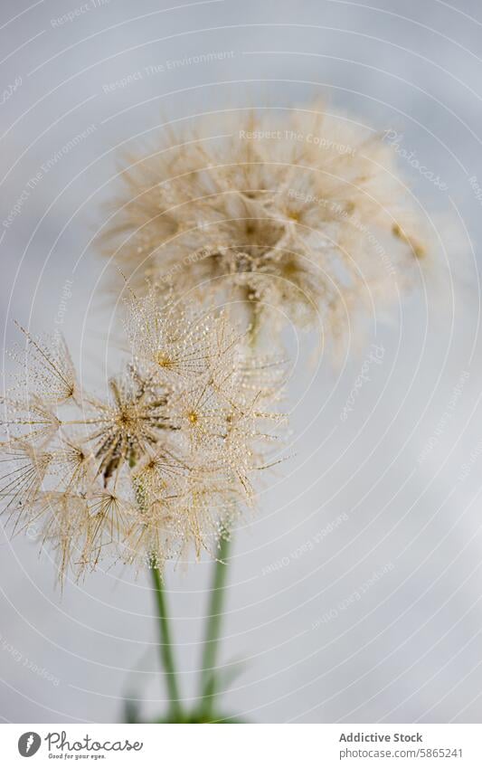 Soft and delicate dandelions with morning dew close-up serene tranquil soft-focus background fluffy water droplet plant seed nature detail macro light