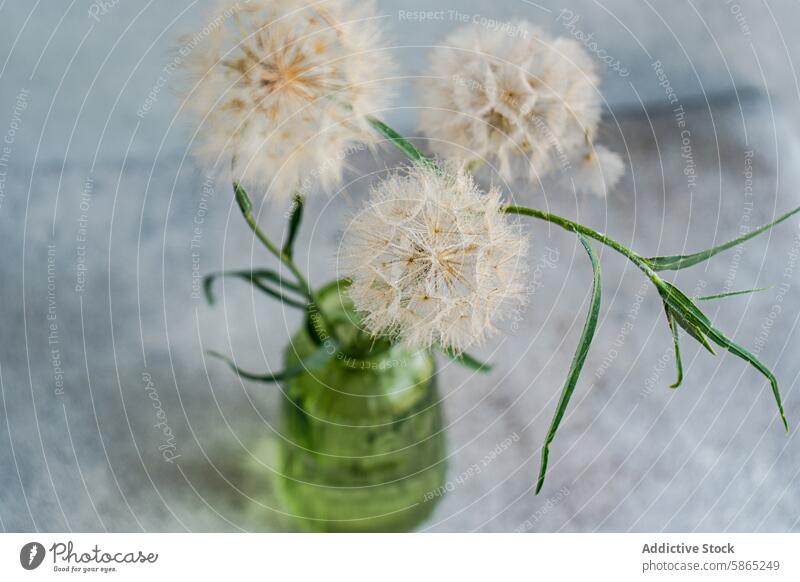 Dandelions in a green glass vase on a gray background dandelion flower delicate wildflower indoor nature soft ephemeral gentle translucent composition botanical