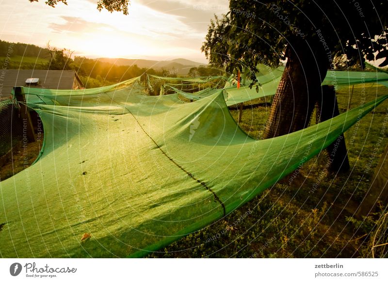 apple harvest Evening evening mood Country  garden darkness Village Relaxation holidays Garden Nature Romance romantic tranquillity Sun Moody Saxon Switzerland