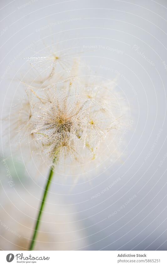 Dandelion close-up with water droplets on white background dandelion nature delicate serene indoor elegant beauty floral bloom seed plant spring soft purity