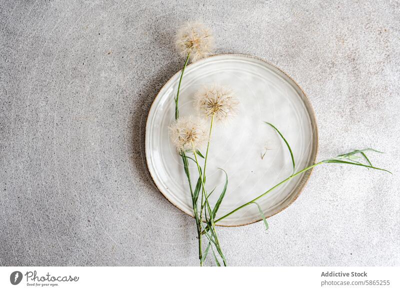 Dandelion on ceramic plate against concrete background dandelion texture natural floral plant minimalist modern serene decor simplicity white gray design