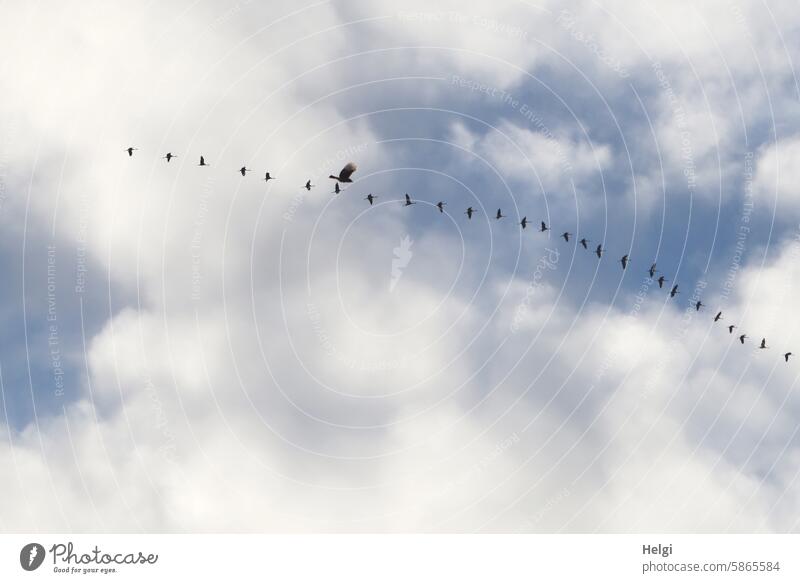 a bird of prey and many cranes in front of a blue sky with clouds Bird Cranes Crane chain Flying Freedom Wild bird Sky Clouds Beautiful weather Nature