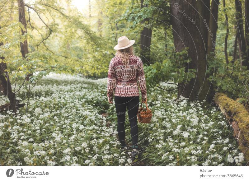 Blonde woman in a flannel sweatshirt and hat holding a wicker wooden basket. Walk for fresh bear garlic for future troubles. Gathering, trekking and fresh air