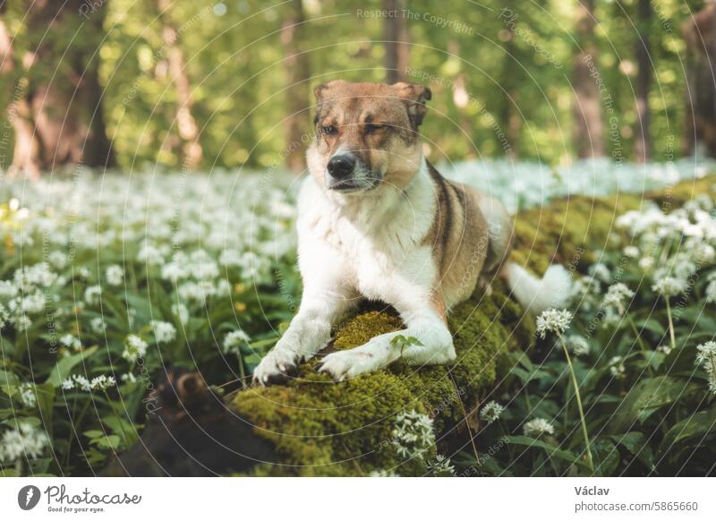 Caucasian portrait of a brown and white dog from the shelter on a fallen tree trunk among the blooming bear garlic in Ostrava. Funny dog face posing wilderness