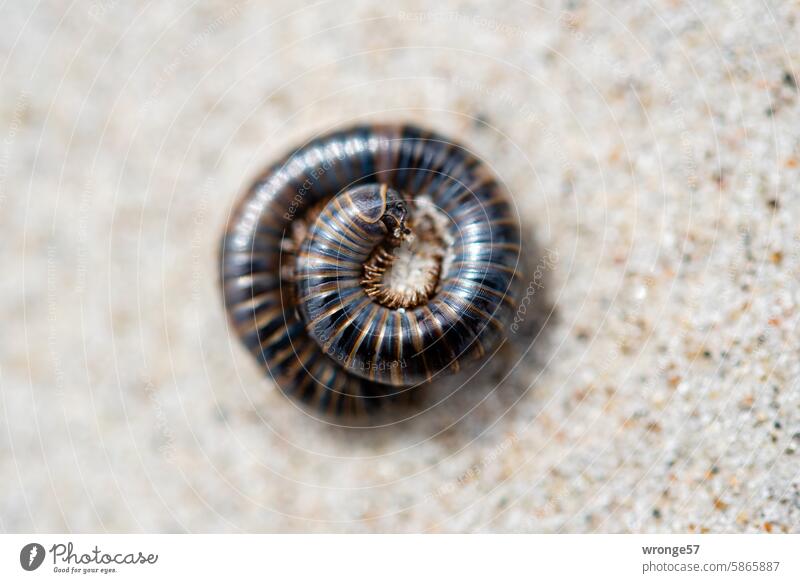 Curled up millipede on a sandy beach millipedes curled Tausendfüßler Animal Sandy beach Close-up Exterior shot Colour photo Day Shallow depth of field