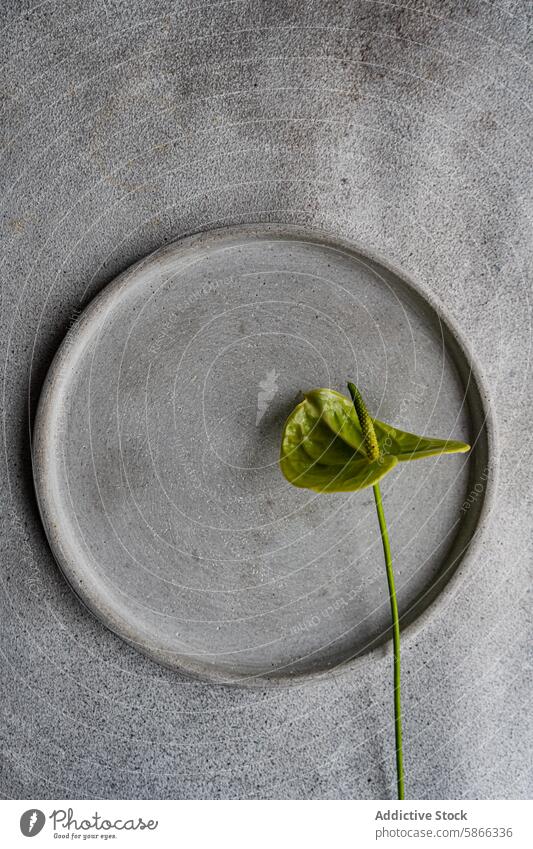 Single Anthurium on a textured gray ceramic plate anthurium minimalist modern decor flower single green design simplicity elegance home interior style botanical