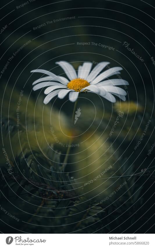 Daisy makes its way up through a conifer branch Marguerite Flower White Plant Summer Spring Nature Blossom Blossoming Colour photo marguerites Summery