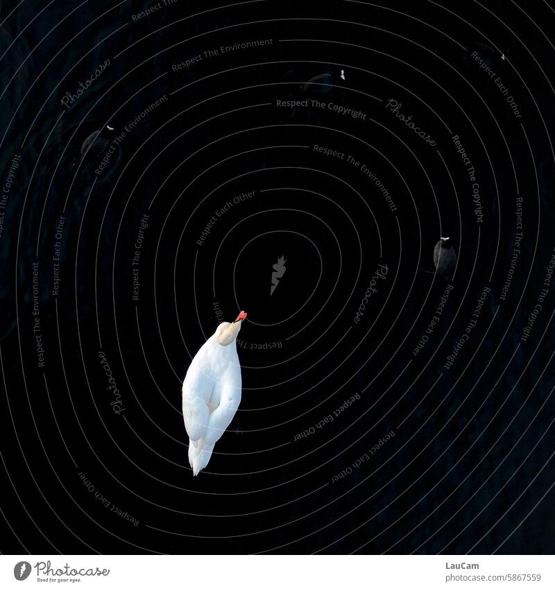 One swan and four coots Swan Coots Bird's-eye view from on high birds Lake be afloat floating swan White Black Elegant Animal Water Contrast Rich in contrast