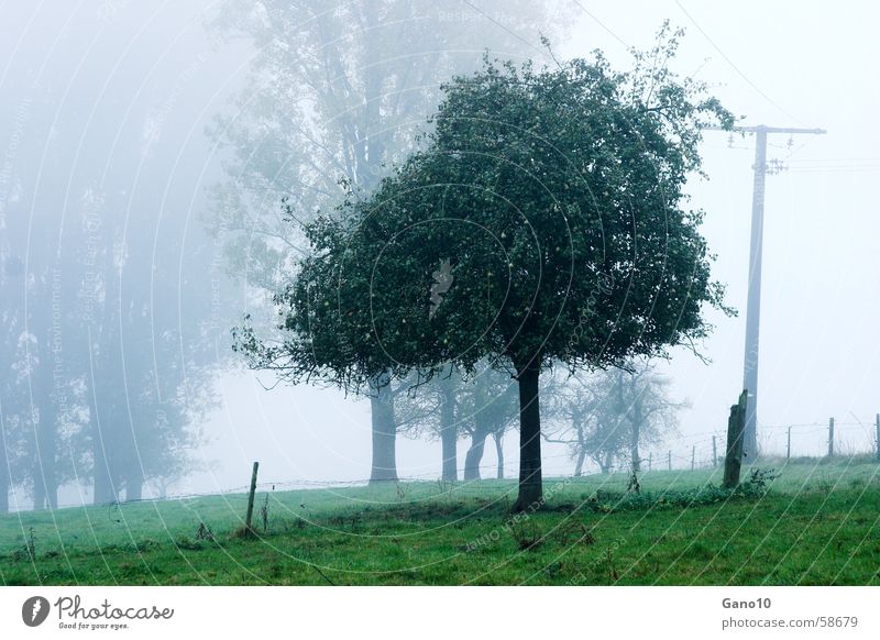 Eifel Nebula Fog Tree Green Moody Meadow Apple tree trees