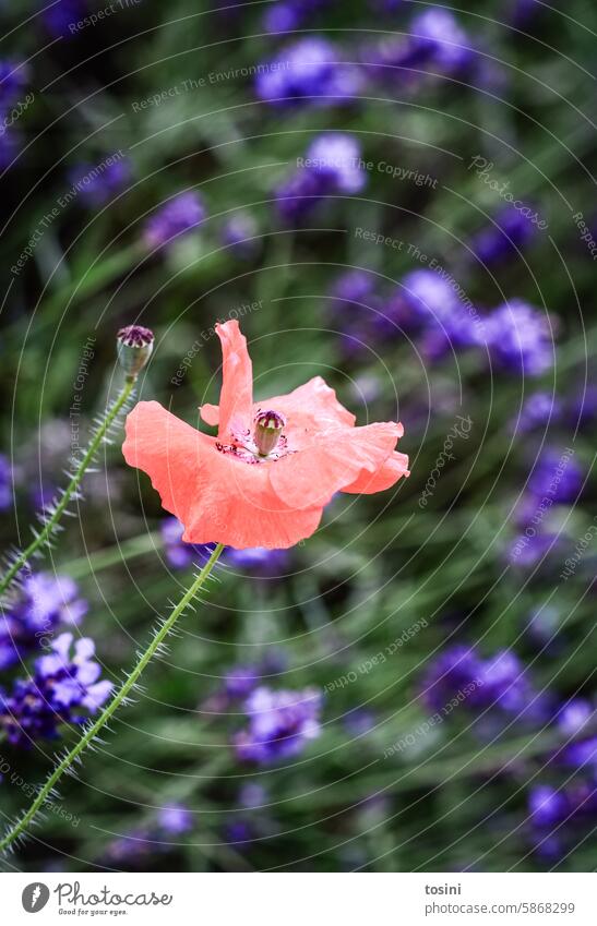 A single poppy in front of blooming lavender flowers blossom Poppy Poppy blossom Lavender lavender blossom Summer Fragrance summer scent Contrasts Red Green