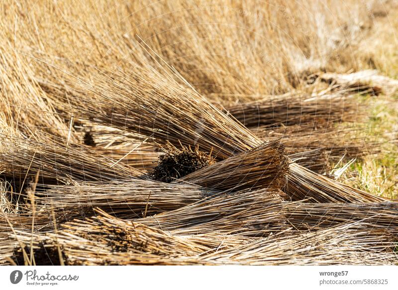 frayed | thatch bundle at the edge of the Bodden topic day Tattered reed Marsh grass Common Reed Fischland Bodden landscape Mecklenburg-Western Pomerania Nature