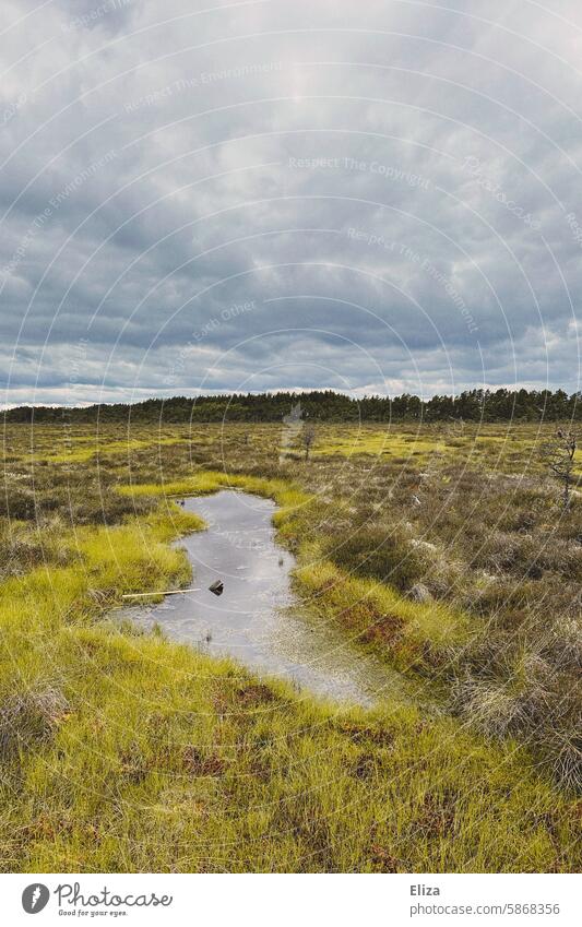 Small pond in the vast green moor ponds Landscape Grass Nature cloudy somber Threat Puddle Sky Bog moorland Marsh grey sky Green Water National Park wide