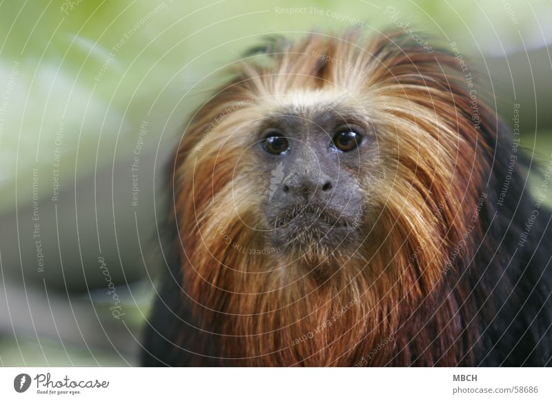 Lion Monkey Monkeys Small Animal Yellow Black Mane Snout Gold Eyes Nose