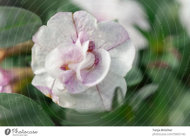 Mini petunia - small but beautiful Petunia magic bell small petunia Petunia blossom White Pink marbled petals little beauty small blossom Delicate Small