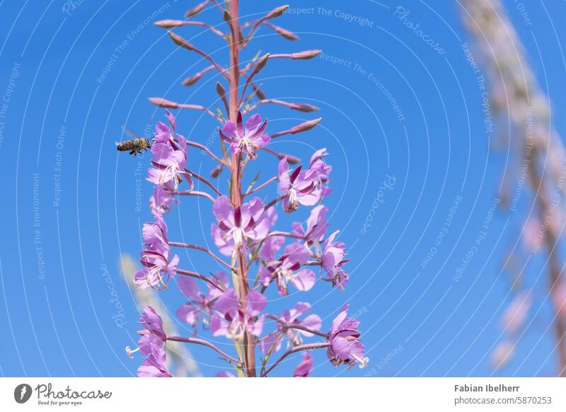 Bee on willowherb Willowherb narrow-leaved Oenothera Blossom herbaceous wild bee Germany