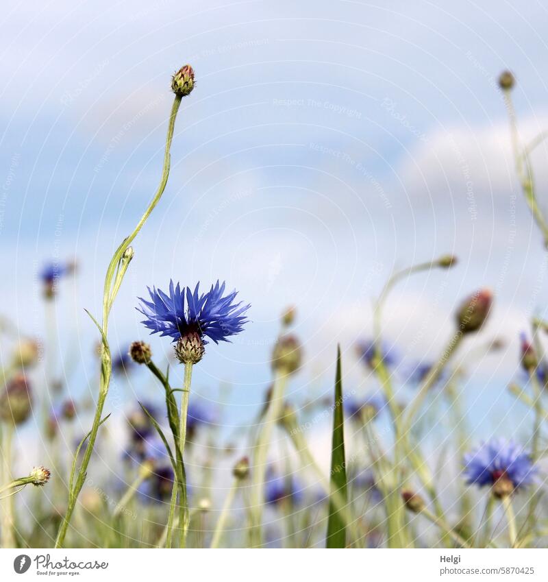 cornflower blue Cornflower Flower meadow bud Plant Nature Sky Stalk Leaf Many blossom wax Blossom Summer Exterior shot Colour photo Deserted naturally