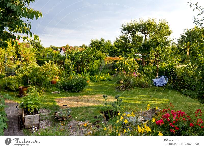 Garden in summer (the burst pipe is almost buried again) Evening Branch Tree blossom Blossom Dark Twilight Relaxation awakening holidays Hedge Sky allotment