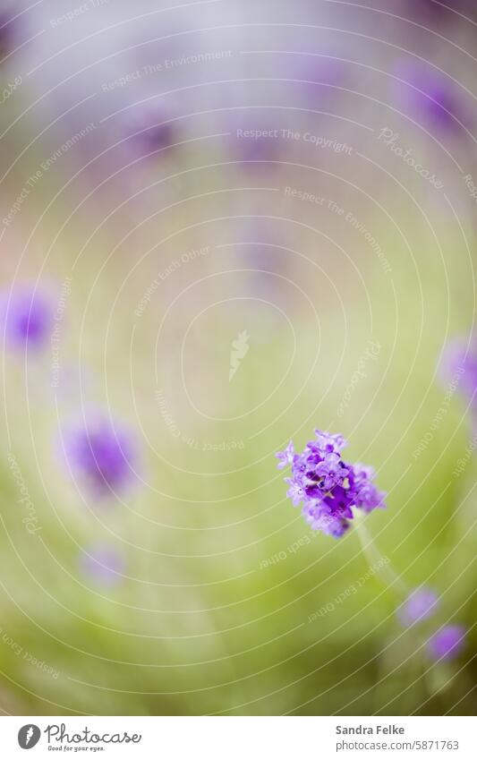 Lavender blossom with green background Violet Plant Blossom Fragrance Summer Flower Colour photo Blossoming Garden Summery Summer feeling blurriness purple