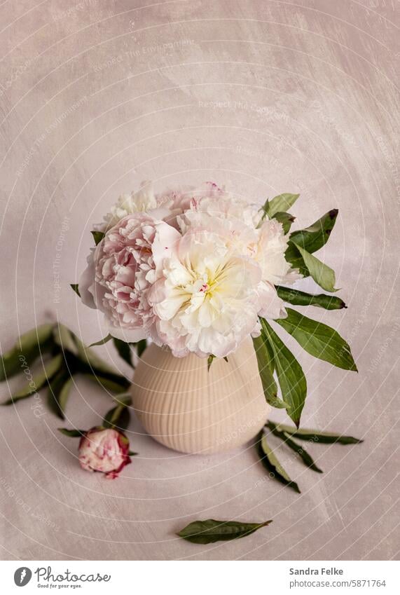 Peonies white / pink in a vase Pink Flower Peony Blossom Spring Nature Bouquet romantic pretty Fresh Decoration Floral flora Beauty & Beauty Vase with flowers