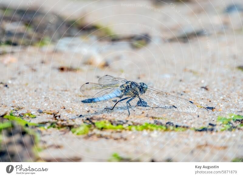 Large Blue Arrow Dragonfly Dragonfly wing Animal insects Colour photo Grand piano Insect Macro (Extreme close-up) Animal portrait Day Close-up Nature