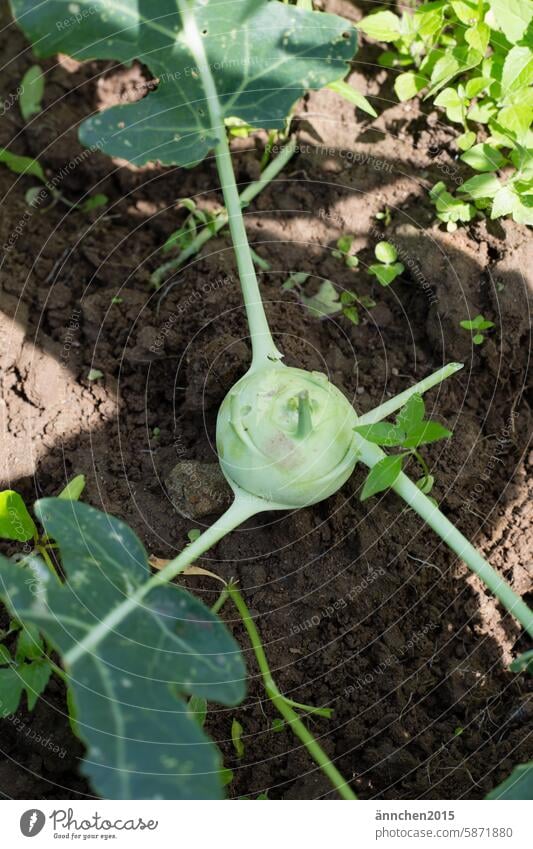 Kohlrabi with leaves in the bed Garden Bed (Horticulture) acre plow Food Green Leaf Vegetable Fresh Plant Nature Organic produce Agricultural crop Nutrition