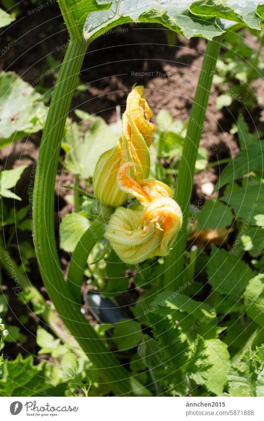 Yellow blossom of a zucchini Zucchini Blossom acre plow Plant Green Nature naturally Growth Colour photo Summer Garden Day Deserted Blossoming Environment