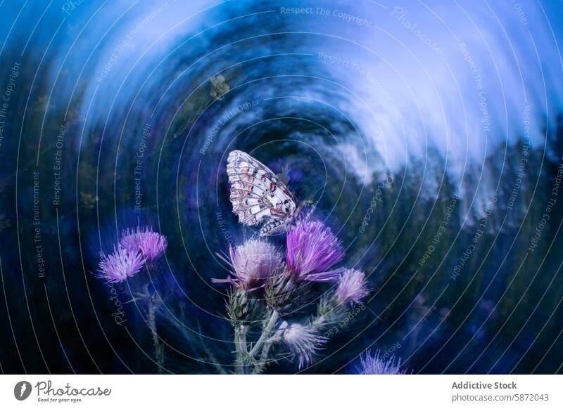 Butterfly on thistle with artistic swirling background butterfly blue dynamic fine art ethereal dreamy delicate nature wildlife insect flora flower bloom field