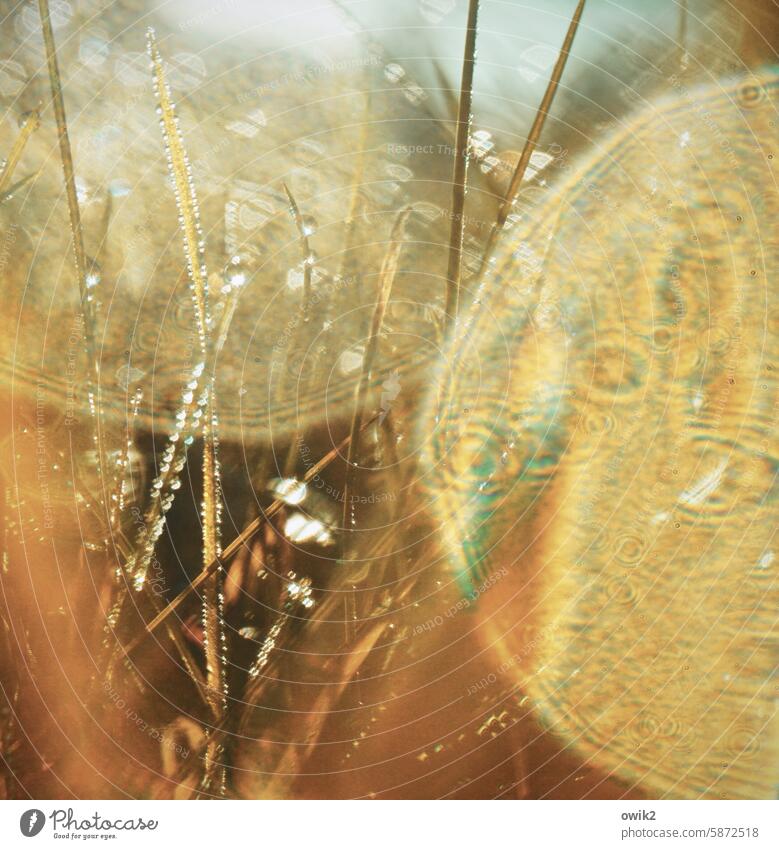 Flimmerant blades of grass Drops of water sparkle flicker Bizarre Sunlight Illuminate morning dew Exterior shot Detail Nature Macro (Extreme close-up) Damp